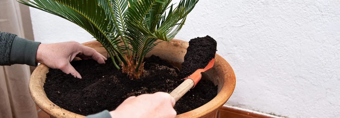 Person topft Palme mit Schaufel um